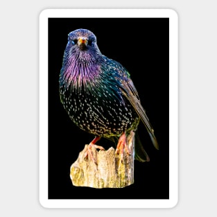 Starling Magnet